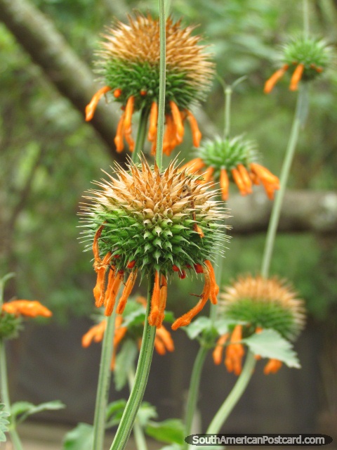 Spikey green and orange bulbs of a plant at Quito Zoo. (480x640px). Ecuador, South America.