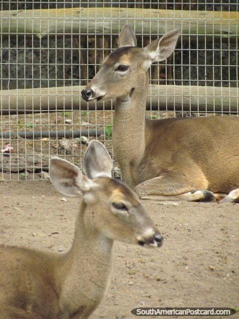 A pair of white-tailed Deer at Quito Zoo in Guayllabamba. (480x640px). Ecuador, South America.