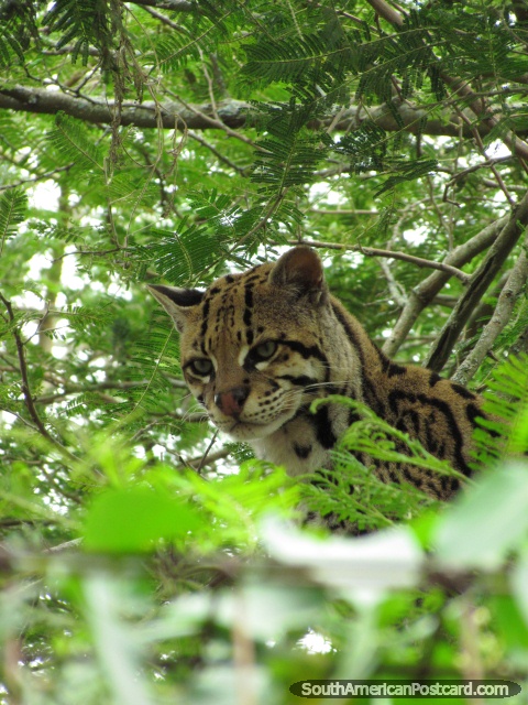 El gato del ocelote conocido como Tigrillo se sienta en un árbol en el Zooilógico de Quito. (480x640px). Ecuador, Sudamerica.