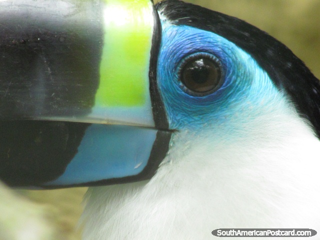 Tucan with blue eyes and a yellow beak at Quito Zoo in Guayllabamba. (640x480px). Ecuador, South America.