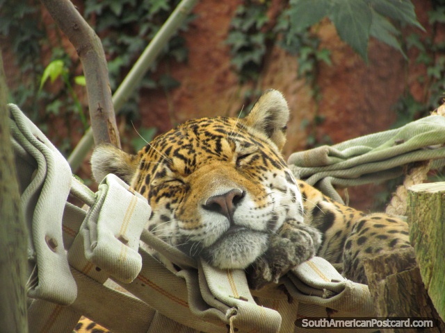 Jaguar que dorme em uma rede para dormir em Jardim zoológico de Quito em Guayllabamba. (640x480px). Equador, América do Sul.
