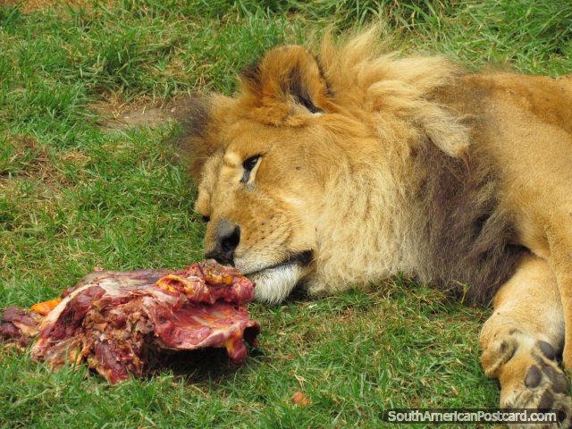 Male African lion eats meat at Quito Zoo. (640x480px). Ecuador, South America.