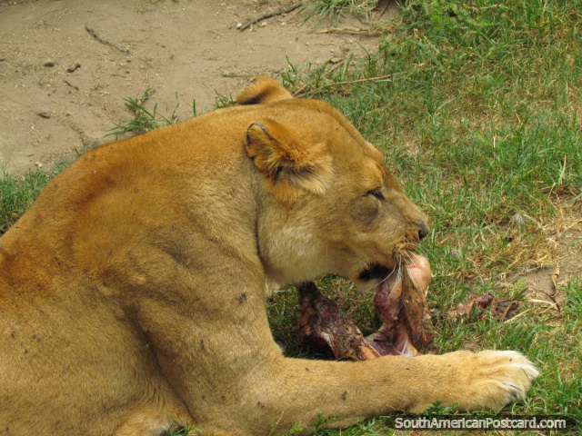 Leão africano feminino comendo carne em Jardim zoológico de Quito em Guayllabamba. (640x480px). Equador, América do Sul.