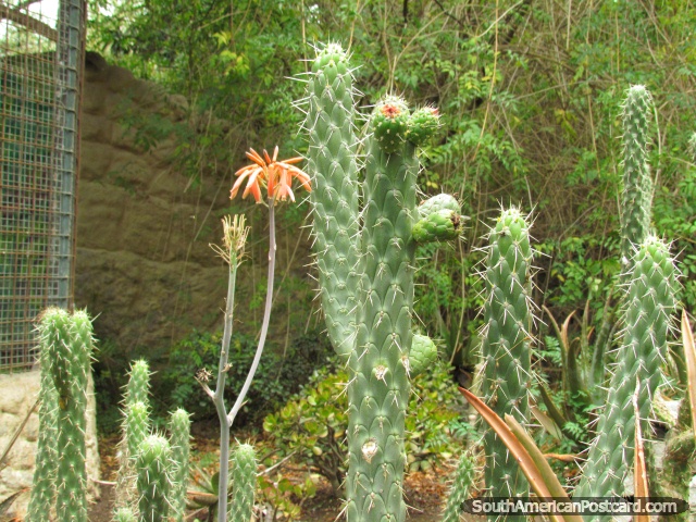 Cactus garden at Quito Zoo in Guayllabamba. (640x480px). Ecuador, South America.