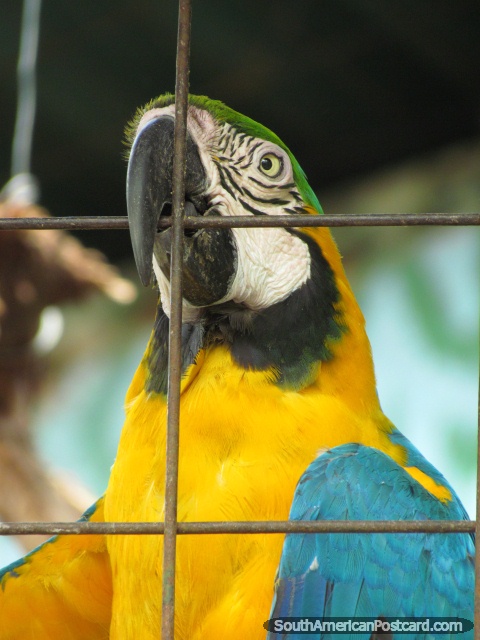 Guacamayo azul, amarillo y verde de la selva de Amazonas en el Zooilógico de Quito. (480x640px). Ecuador, Sudamerica.