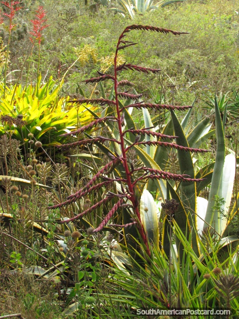 Planta roja spikey interesante en el Zooilógico de Quito. (480x640px). Ecuador, Sudamerica.
