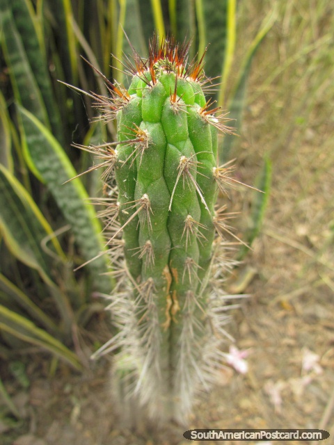 Cactus espinoso agudo en jardines en el Zooilógico de Quito. (480x640px). Ecuador, Sudamerica.