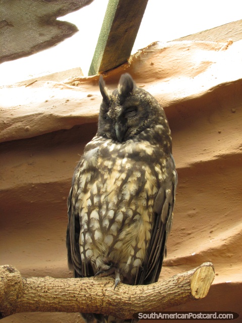 Casa de Animales Nocturnos at Quito Zoo has sleepy owls. (480x640px). Ecuador, South America.