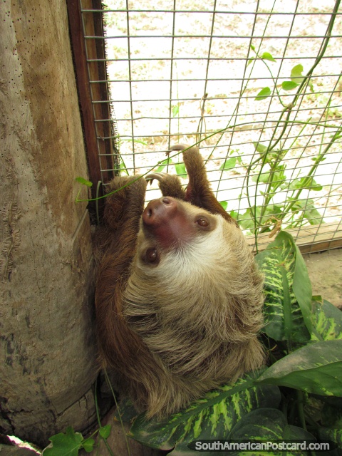 The cute 'n' cuddly Sloth at Quito Zoo in Guayllabamba. (480x640px). Ecuador, South America.