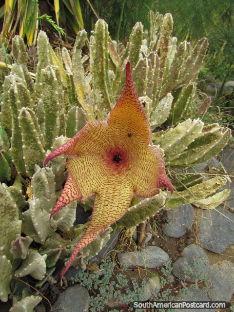 Planta amarilla y roja interesante en jardines de Zooilógico de Quito. (480x640px). Ecuador, Sudamerica.