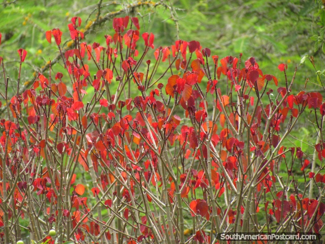 As folhas vermelhas brilham nos jardins do Jardim zoolgico de Quito em Guayllabamba. (640x480px). Equador, Amrica do Sul.