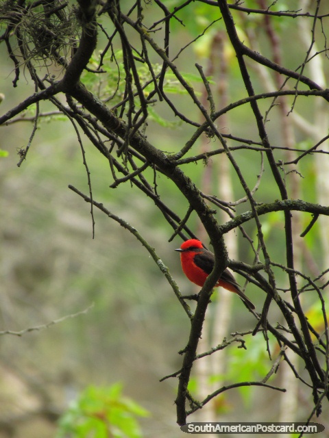 Um pequeno pássaro vermelho senta-se em uma árvore no Jardim zoológico de Quito em Guayllabamba. (480x640px). Equador, América do Sul.