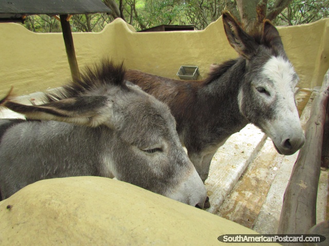 A pair of donkeys in the kids area at Quito Zoo. (640x480px). Ecuador, South America.