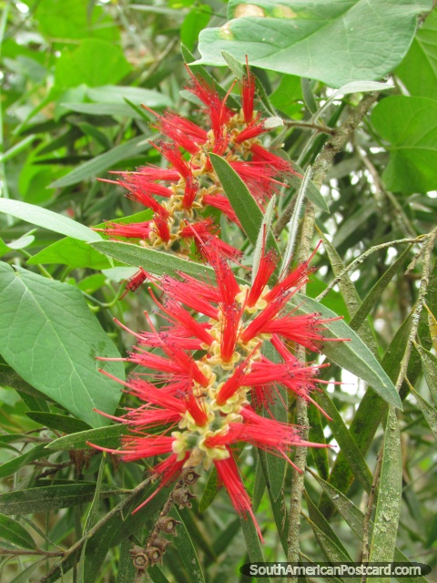 Una planta de cepillos rojos en los jardines en el Zooilgico de Quito. (480x640px). Ecuador, Sudamerica.