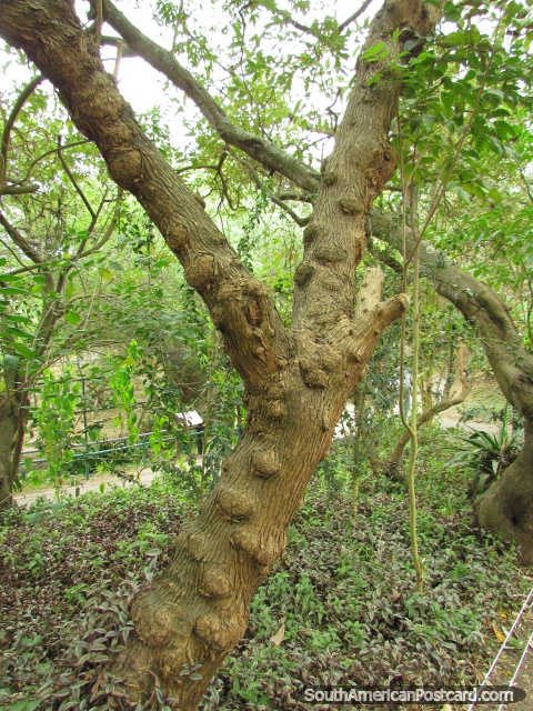 Ã�rvore grumosa em Jardim zoológico de Quito em Guayllabamba, uma árvore com pedaços no tronco. (480x640px). Equador, América do Sul.