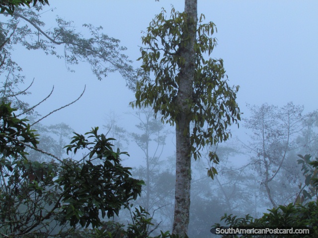 A floresta de nuvem em Mindo. (640x480px). Equador, América do Sul.