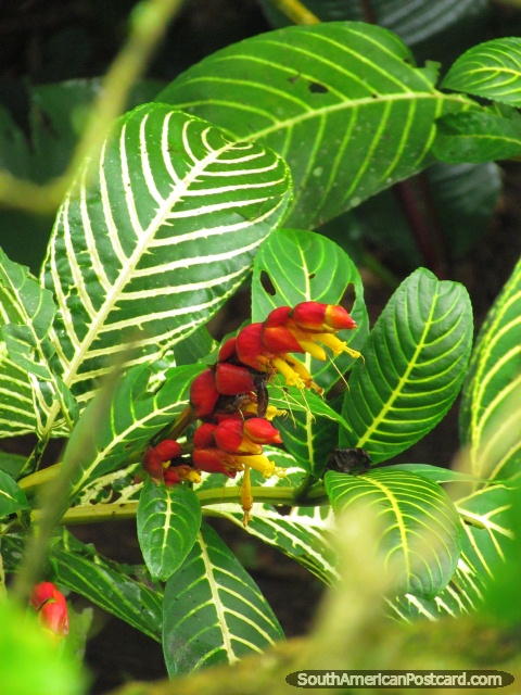 Flor extica vermelha e cor-de-laranja e fbrica em Mindo. (480x640px). Equador, Amrica do Sul.