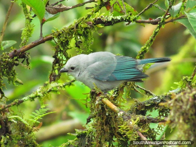 Pássaro azul-claro azul-esverdeado em jardins de albergue em Mindo. (640x480px). Equador, América do Sul.