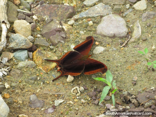 La mariposa marrón oscuro asombrosa se sienta por la tierra en el jardín de Mindo. (640x480px). Ecuador, Sudamerica.