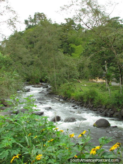 Mindo River - rapids, boulders, yellow flowers. (480x640px). Ecuador, South America.