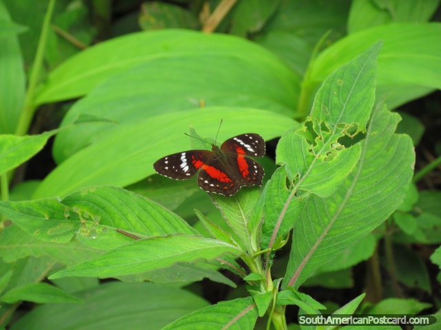 Mariposa roja, marrón y blanca en jardines en la casa de la mariposa en Mindo. (640x480px). Ecuador, Sudamerica.