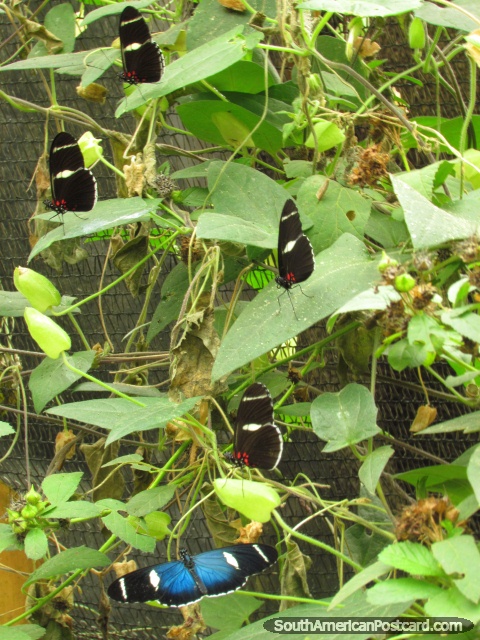 Um grupo de borboletas em Casa das Borboletas em Mindo. (480x640px). Equador, América do Sul.