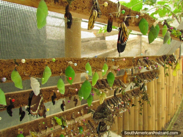 Crisálidas y mariposas incubadores en Mariposario en Mindo. (640x480px). Ecuador, Sudamerica.