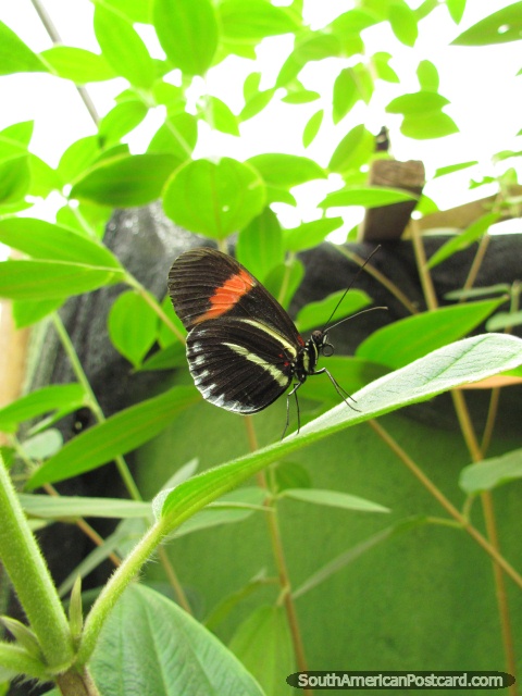 Pequena borboleta preta, amarela, cor-de-laranja em Casa das Borboletas em Mindo. (480x640px). Equador, América do Sul.