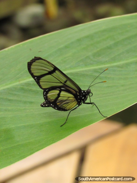 Pequea mariposa con alas transparentes en Mariposario en Mindo. (480x640px). Ecuador, Sudamerica.