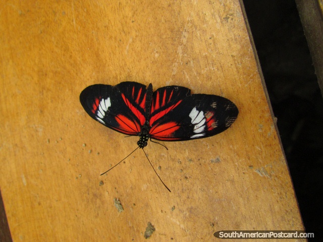 Asas pretas com borboleta de modelo vermelha e branca em Casa das Borboletas em Mindo. (640x480px). Equador, América do Sul.