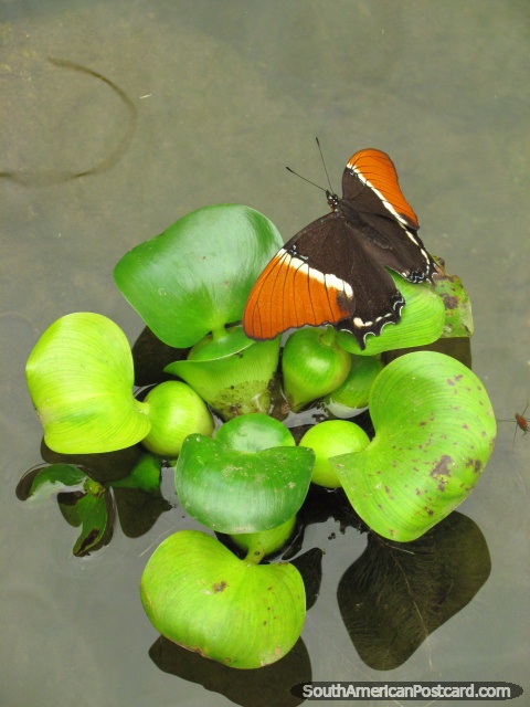 A borboleta cor-de-laranja, marrom e branca senta-se de folhas de lïrio em Casa das Borboletas em Mindo. (480x640px). Equador, América do Sul.