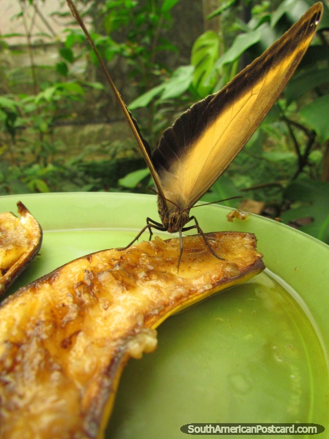 Las mariposas disfrutan de comer plátanos, Mariposario en Mindo. (480x640px). Ecuador, Sudamerica.
