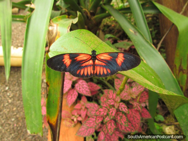 Mariposa negra con modelo naranja asombroso de Mariposario en Mindo. (640x480px). Ecuador, Sudamerica.