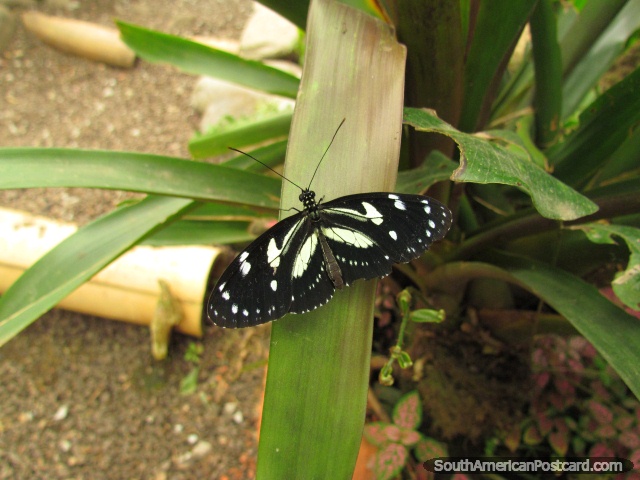 Pequeña mariposa negra con marcas blancas en Mariposario en Mindo. (640x480px). Ecuador, Sudamerica.