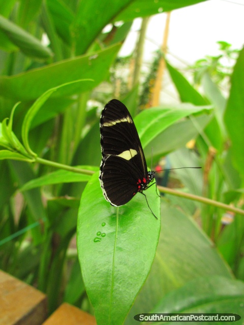 Mariposa negra con pequeños modelos rojos y amarillos en una hoja en Mariposario en Mindo. (480x640px). Ecuador, Sudamerica.