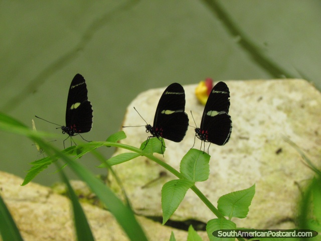 3 small butterflies in a row at Mariposario in Mindo. (640x480px). Ecuador, South America.