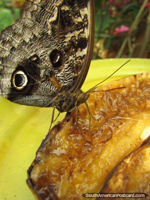 A mosca grande da borboleta com teste padrão do 'olho' come a banana, Mariposario em Mindo. (480x640px). Equador, América do Sul.