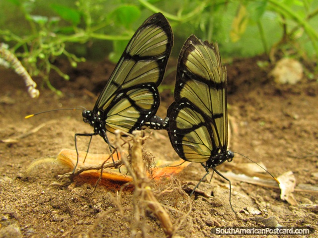 2 pequeñas mariposas se reúnen en Mariposario en Mindo. (640x480px). Ecuador, Sudamerica.