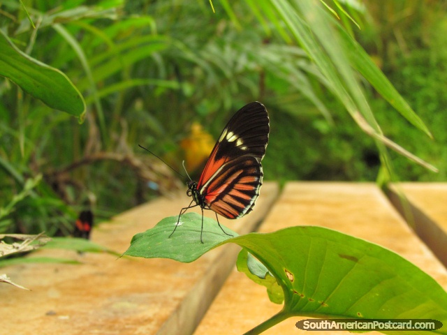 Pequena borboleta vermelha, preta e branca em Casa das Borboletas em Mindo. (640x480px). Equador, América do Sul.