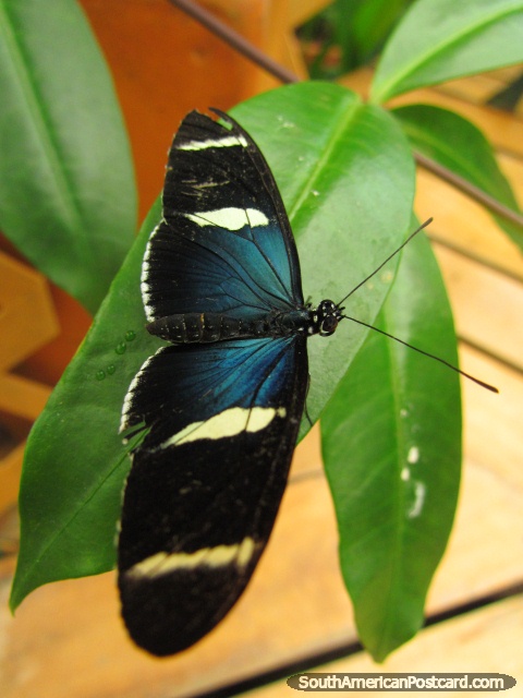 Mariposa decorada negra, azul y blanca en Mariposario en Mindo. (480x640px). Ecuador, Sudamerica.