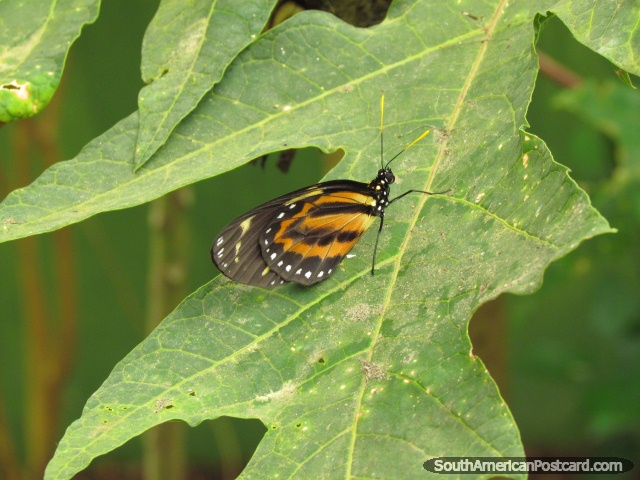 Pequeña mariposa en una hoja en Mariposario en Mindo. (640x480px). Ecuador, Sudamerica.
