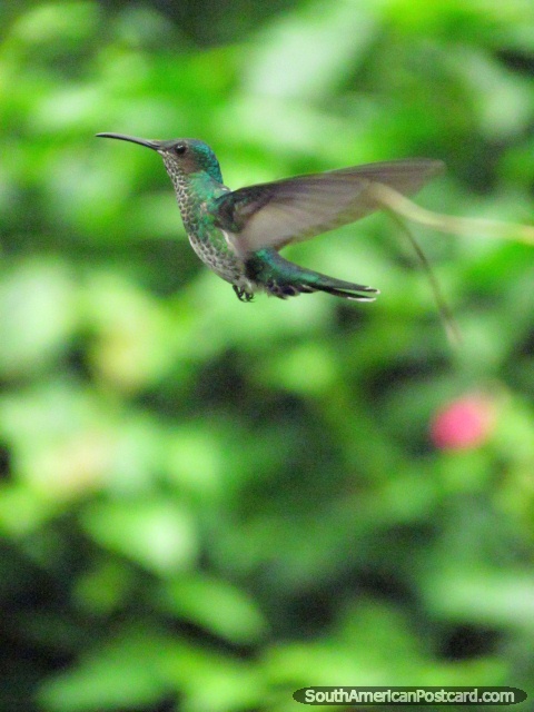 A hummingbird in mid-flight in gardens in Mindo. (480x640px). Ecuador, South America.