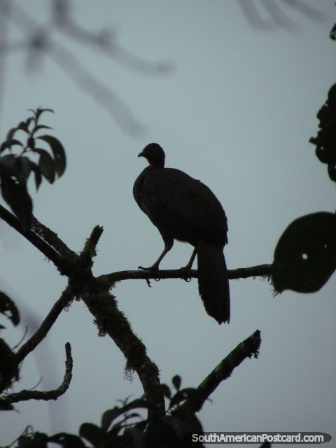 Silhouette of a large bird in a tree in Mindo in the morning. (480x640px). Ecuador, South America.