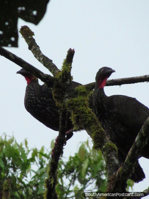 Un par de aves muy grandes con cuellos rojos en un rbol, ornitologa en Mindo. (480x640px). Ecuador, Sudamerica.
