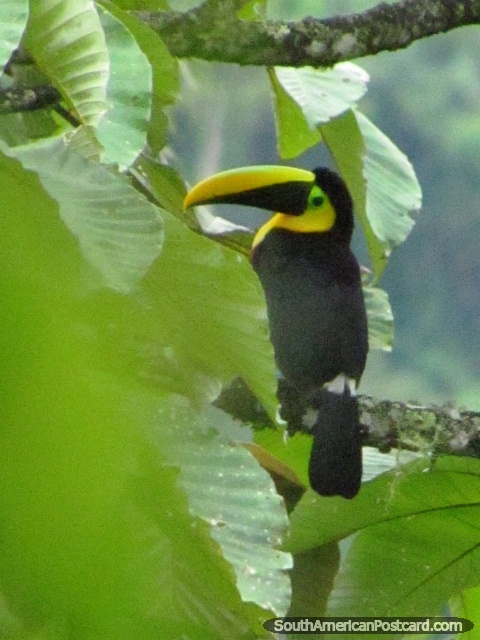 Black Tucan with yellow and green face and beak, birdwatching in Mindo. (480x640px). Ecuador, South America.