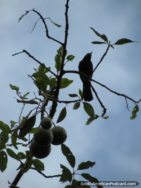 Una ave y fruta en un rbol en Mindo. (480x640px). Ecuador, Sudamerica.