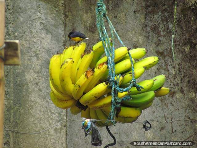 O pequeno pssaro preto e amarelo come de um ramo de bananas no jardim de Mindo. (640x480px). Equador, Amrica do Sul.