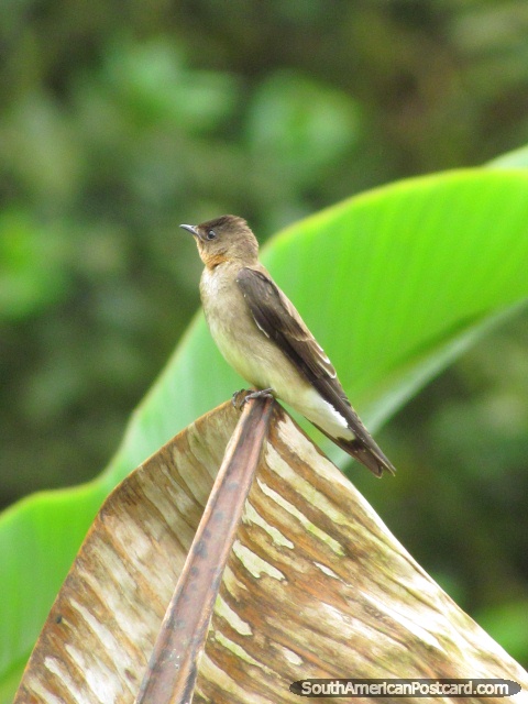 Brown bird in garden in Mindo. (480x640px). Ecuador, South America.