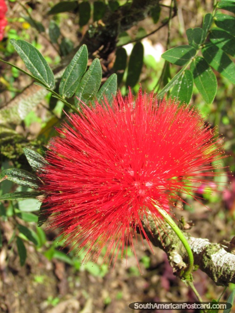 Flor vermelho-viva eriçada em jardins em Mindo. (480x640px). Equador, América do Sul.