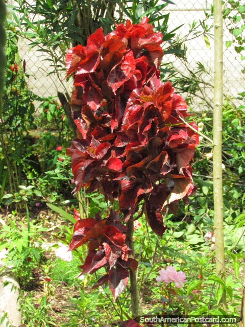 Hojas rojas oxidadas de una planta en Mindo. (480x640px). Ecuador, Sudamerica.